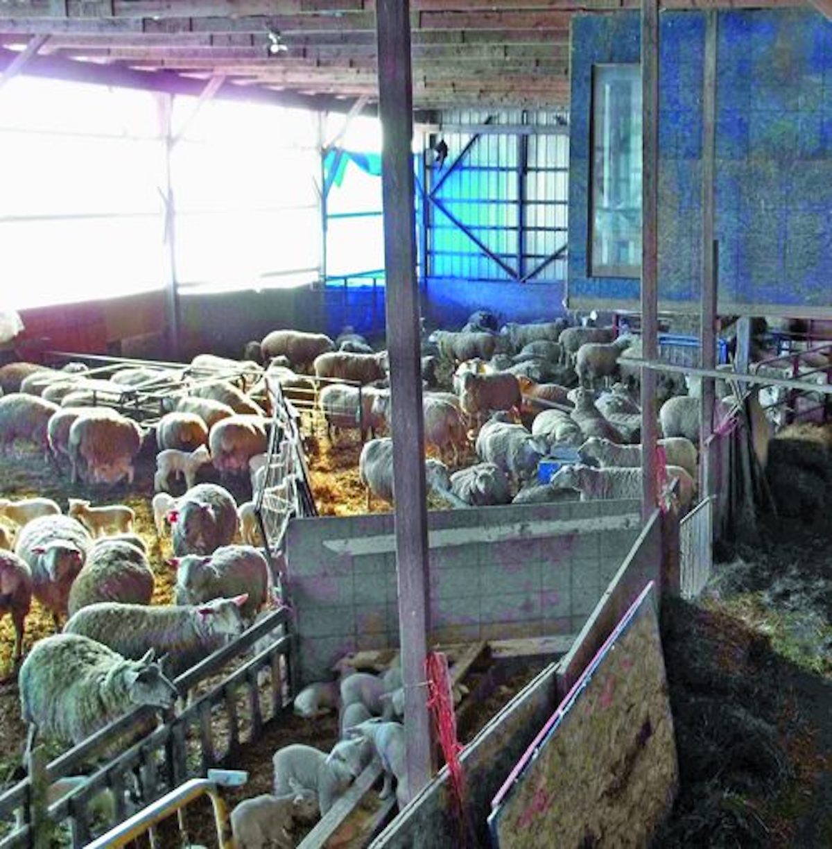 Fighting Tropical Worms in the Cold North